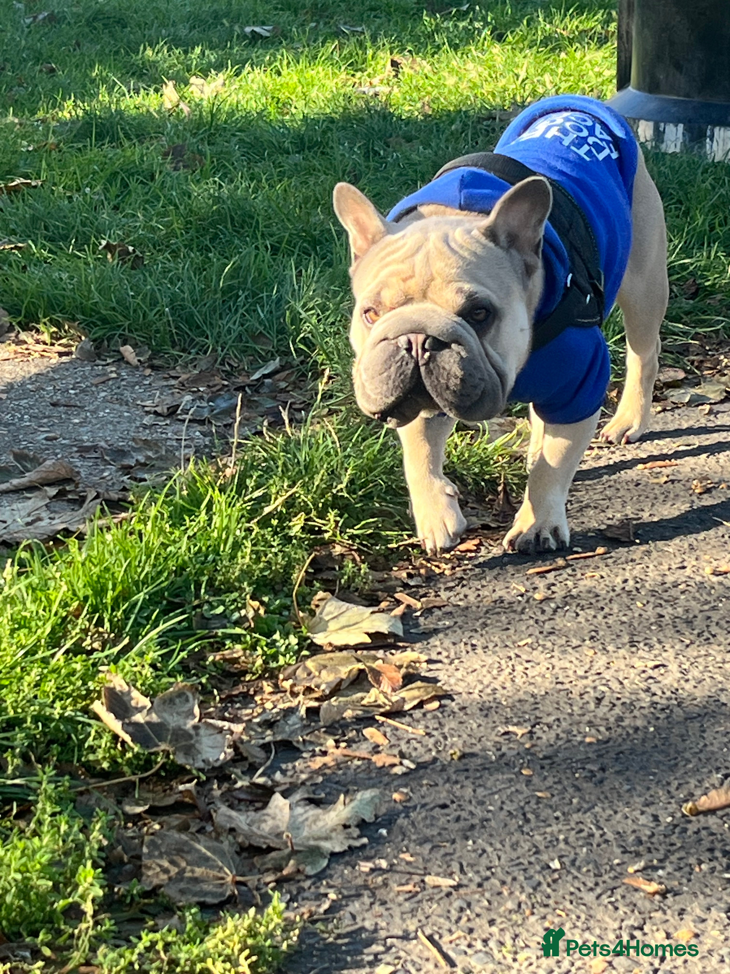 French Bulldog dogs Gorgeous French bulldog  - Advert 13