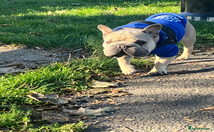 French Bulldog dogs - Advert 1