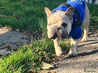 French Bulldog dogs Gorgeous French bulldog - Advert 14