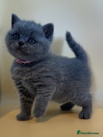 British Shorthair cats Gorgeous little bundles of joy! - Advert 4