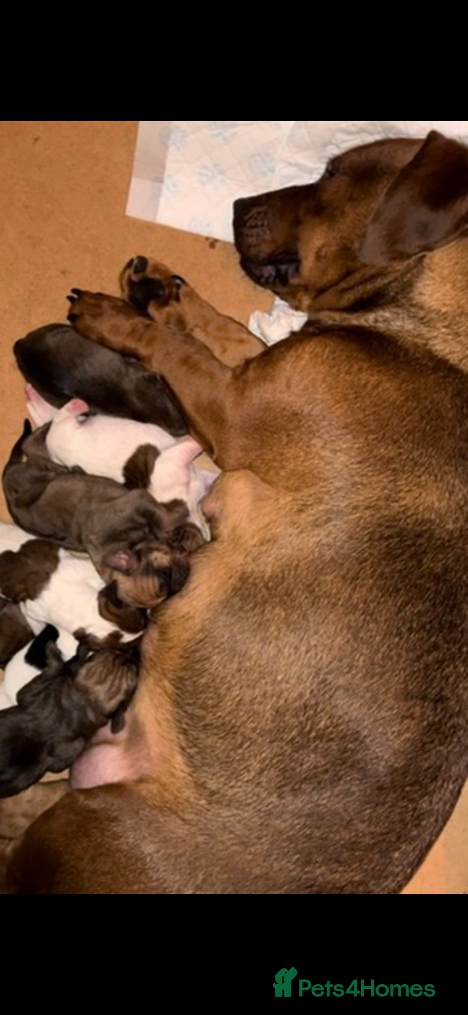Mixed Breed dogs Rare breed - Advert 1
