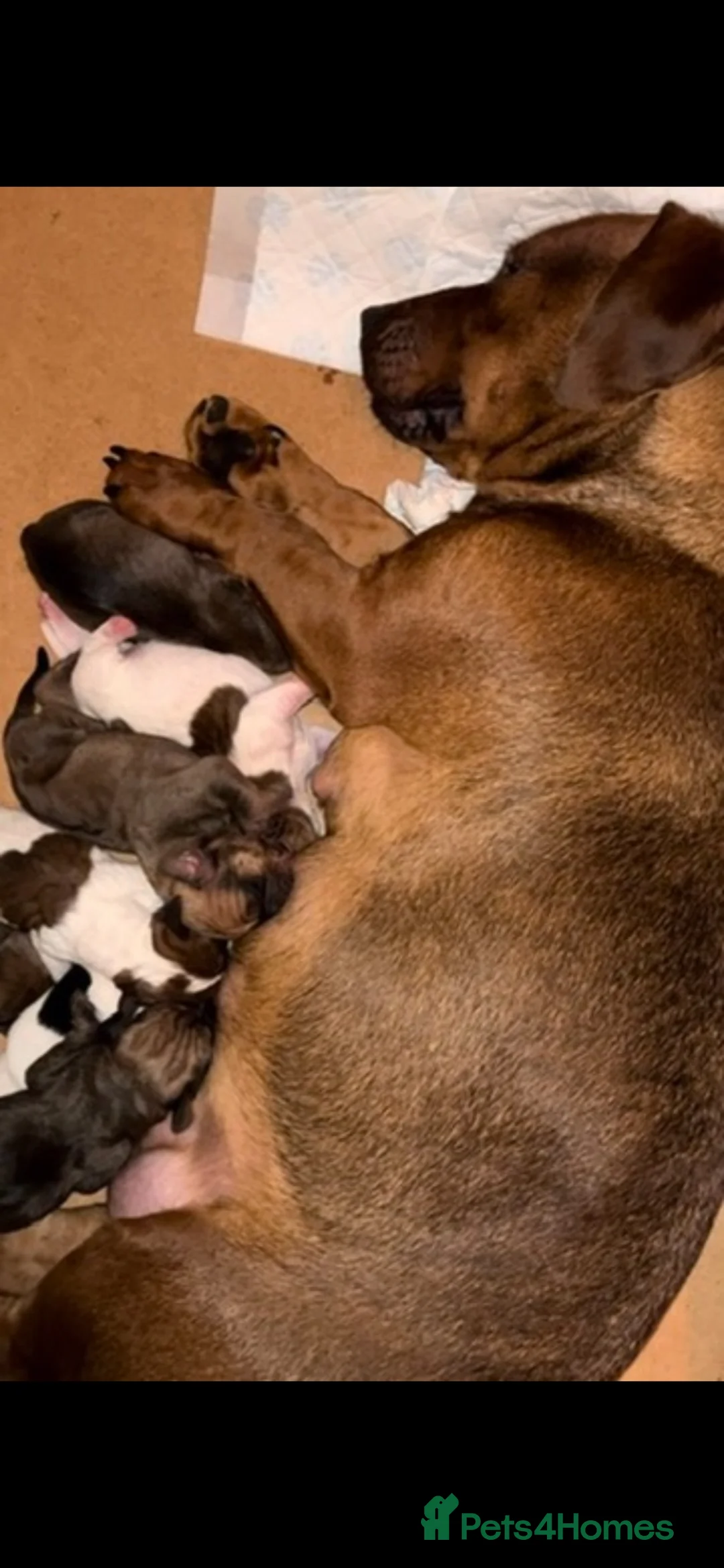 Mixed Breed dogs for sale: Rare breed - Advert 1
