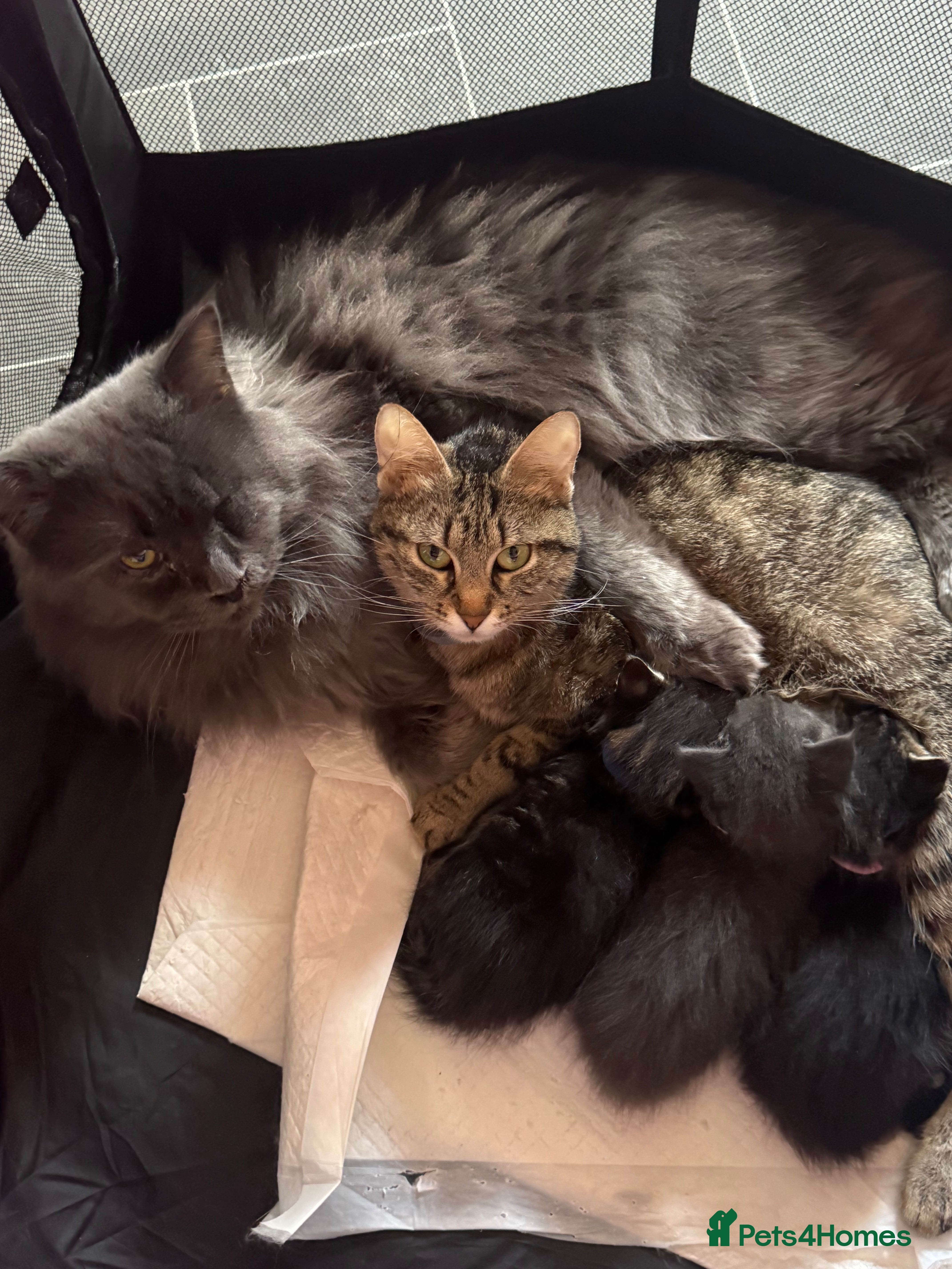 Maine Coon cats Maine coon X Tabby Kittens - Advert 6