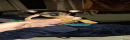 Miniature Pinscher dogs for sale: Pure breed Miniature Pinschers for sale  - Advert 25