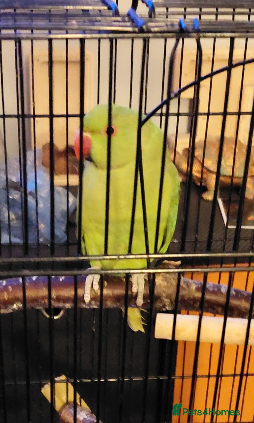 Ringnecks birds for sale: Ringneck parakeet  - Advert 4