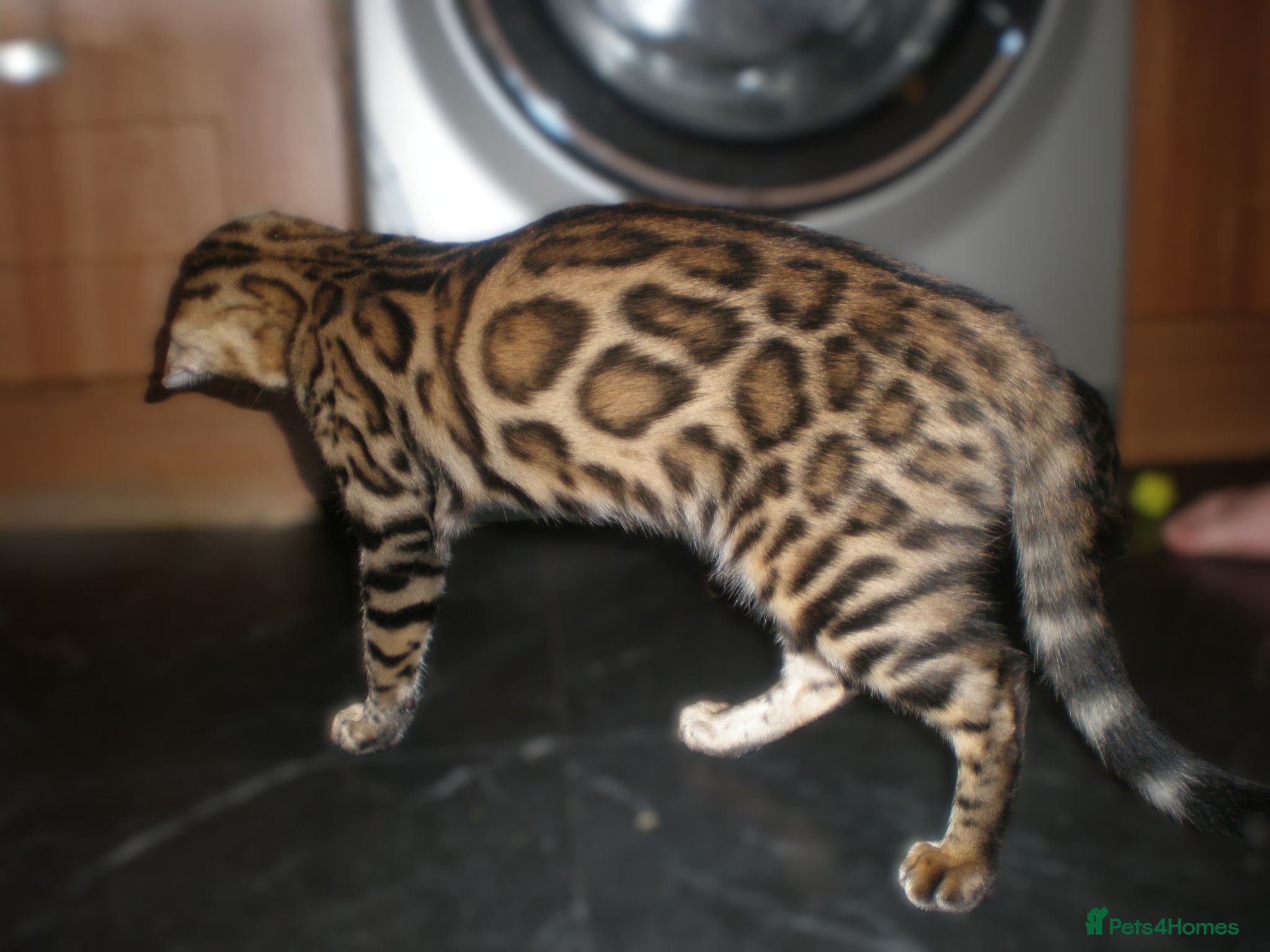 Bengal cats 5 Beautiful Bengal Kittens Ready Now  - Advert 1
