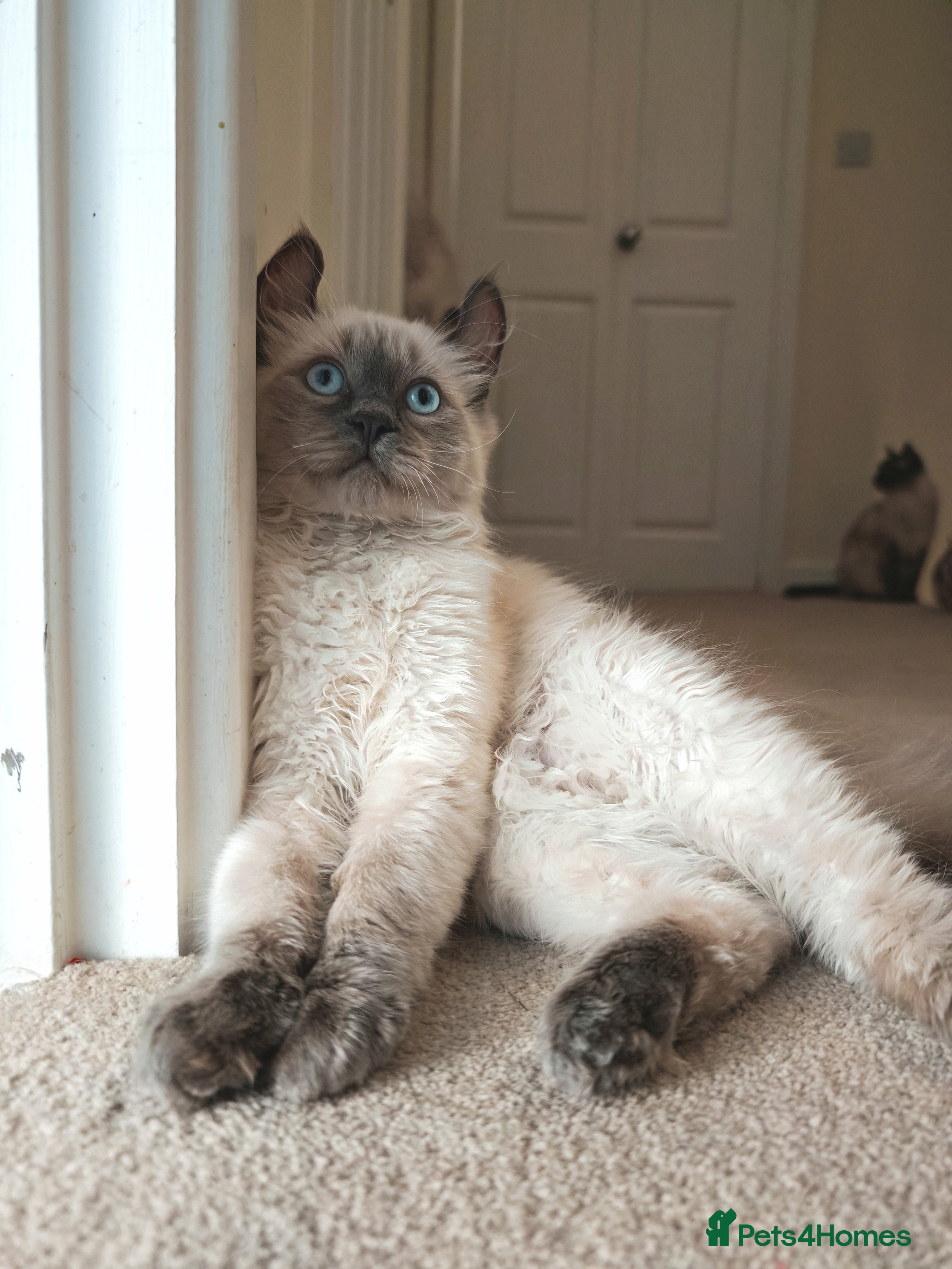 Mixed Breed cats RARE, Unique, Affectionate boys available!  - Advert 16