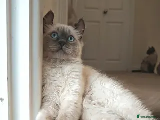 Mixed Breed cats RARE, Unique, Affectionate boys available! - Advert 16