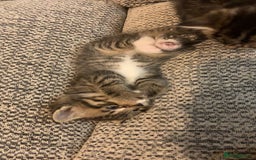 British Longhair cats for sale: Kitten for sale -Highbridge- - Image 5