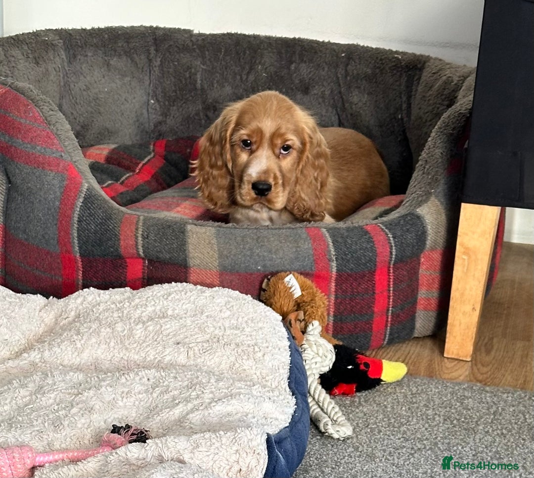 Cocker Spaniel dogs for sale: Beautiful show type boys only - Advert 1