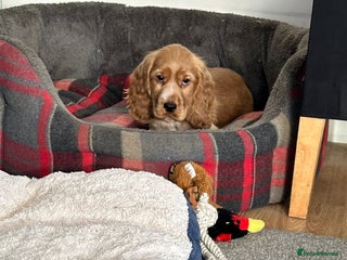 Cocker Spaniel dogs Beautiful show type boys only - Advert 15