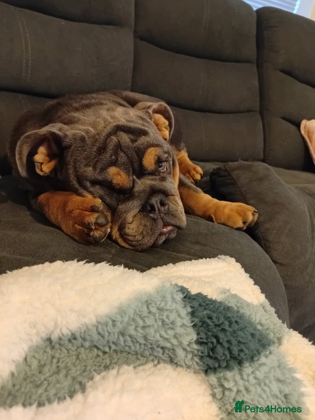 English Bulldog dogs for sale: English bulldog  - Image 4