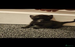 Mixed Breed cats for sale: Half ragdoll kittens - Image 8