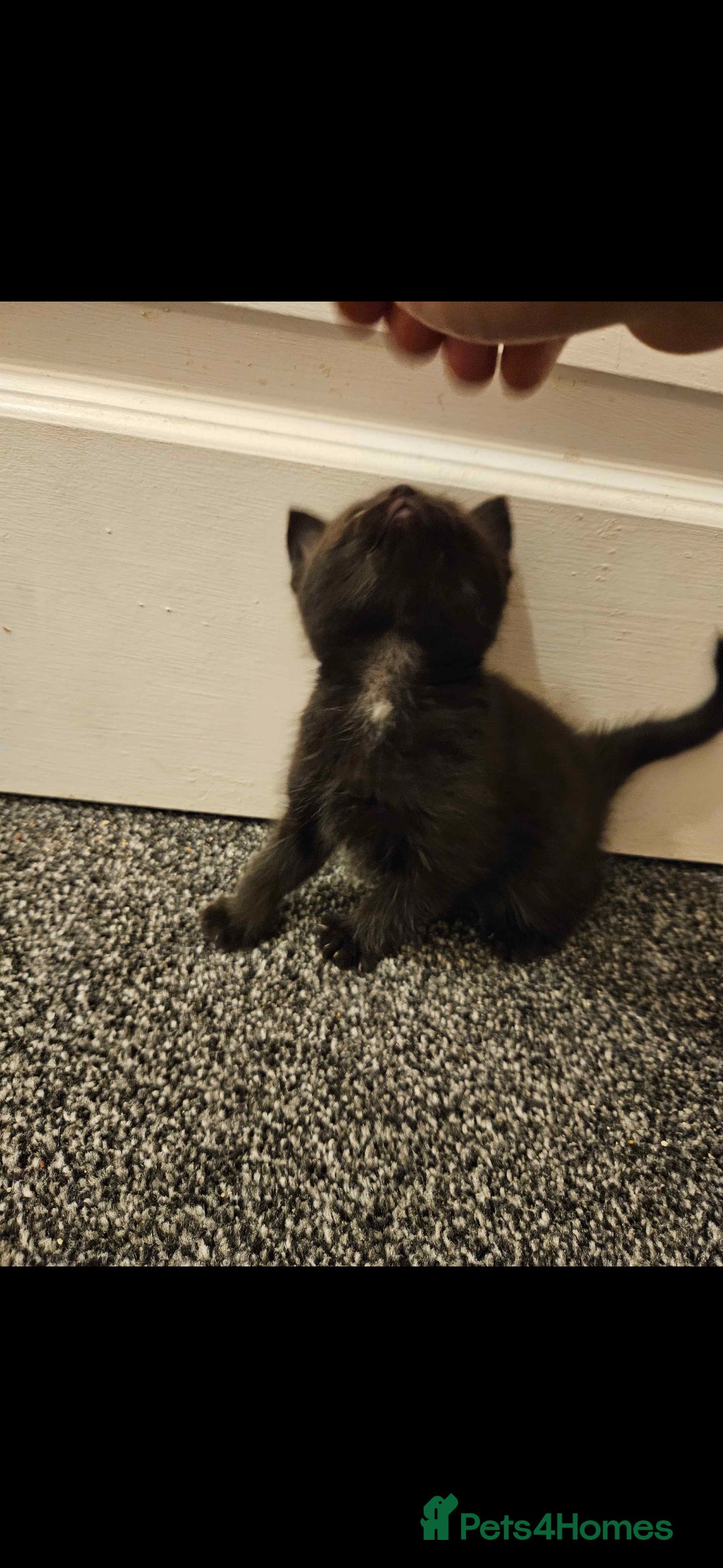 Mixed Breed cats for sale: Half ragdoll kittens - Image 8