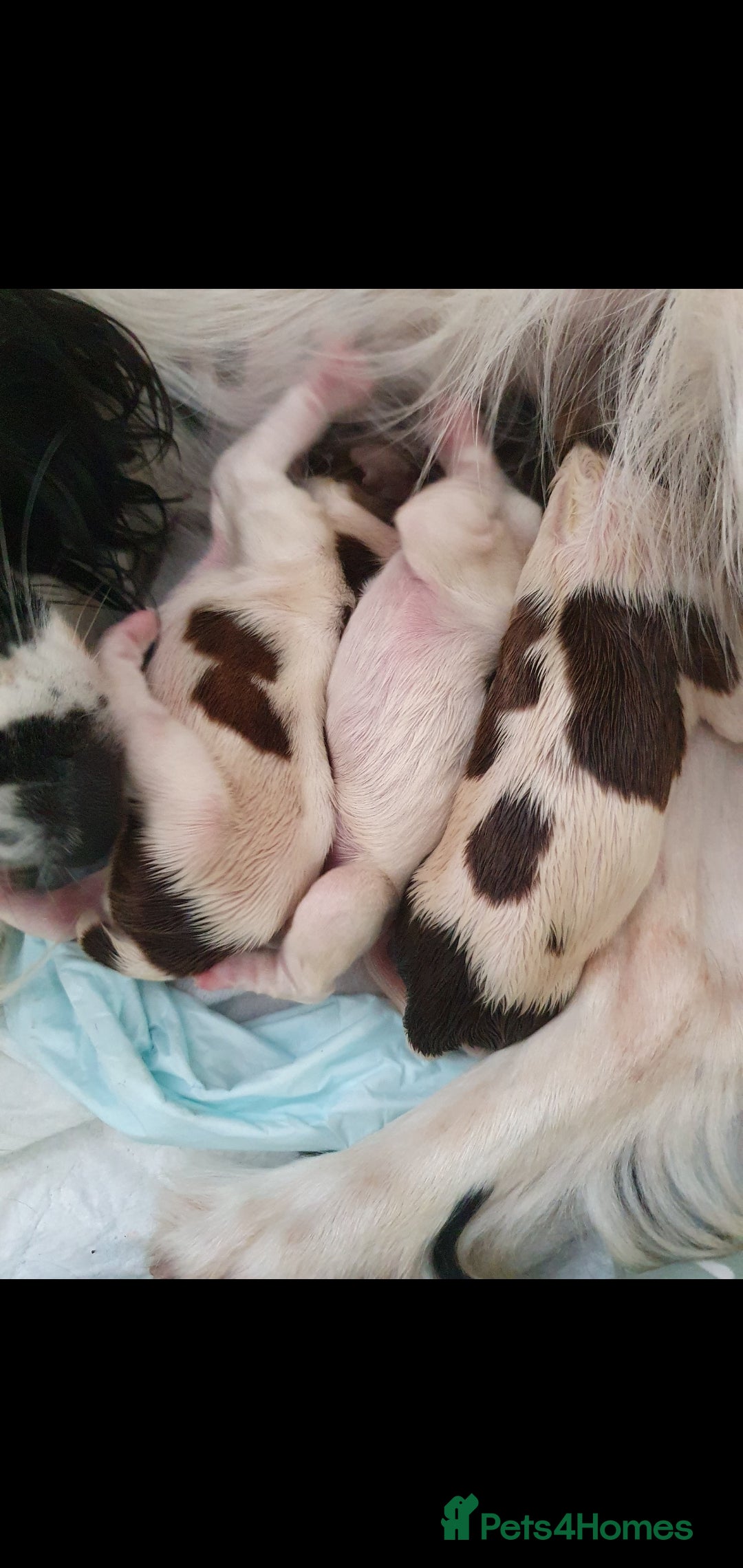 English Springer Spaniel dogs for sale: KC-ESS PUPPIES - DNA Health tested   - Image 7