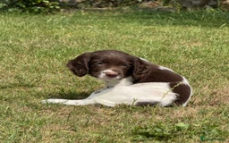 English Springer Spaniel dogs for sale: Lovely Well Bred KC English Springer Spaniels - Image 18