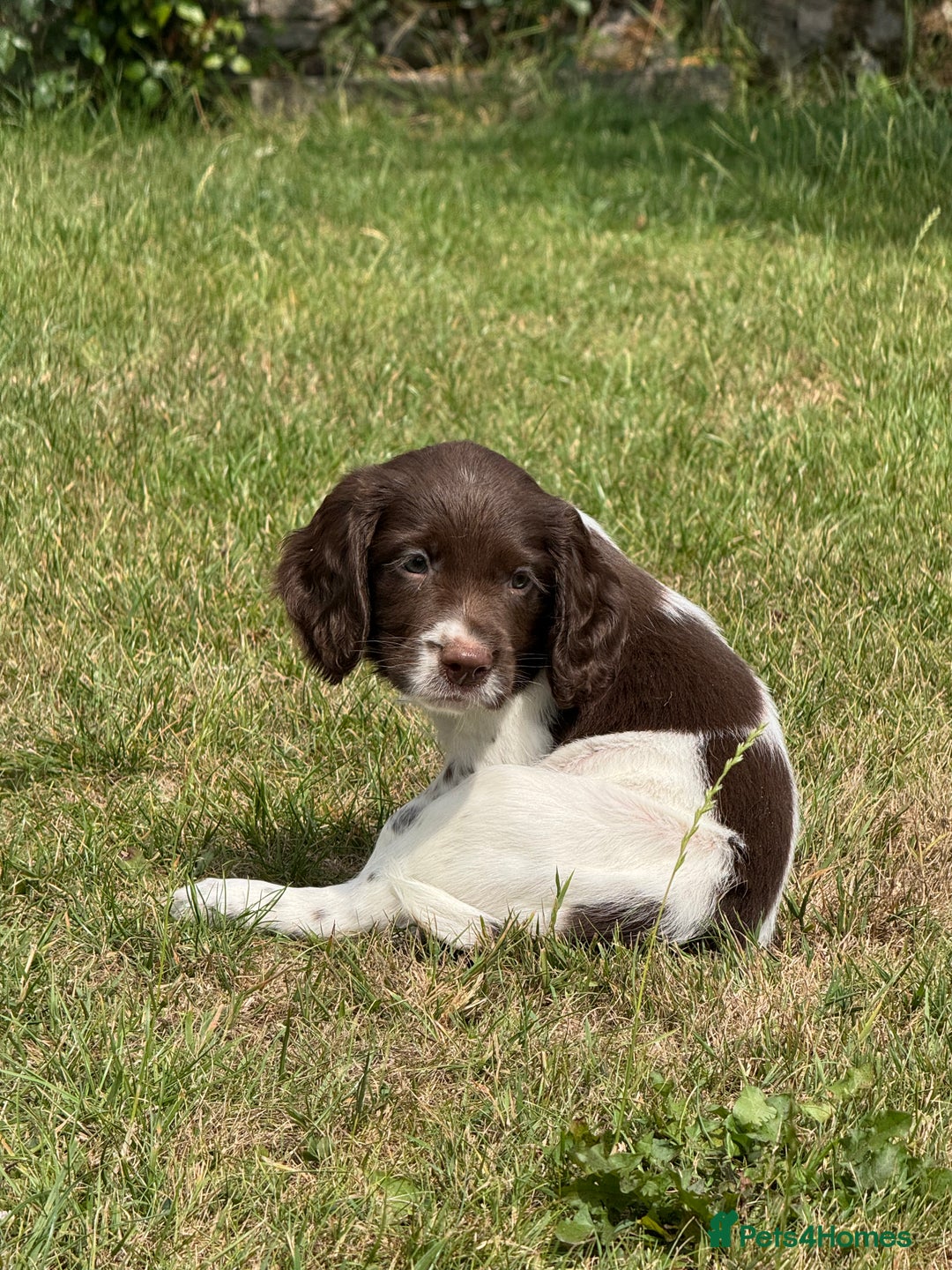 English Springer Spaniel dogs for sale: Lovely Well Bred KC English Springer Spaniels - Image 18