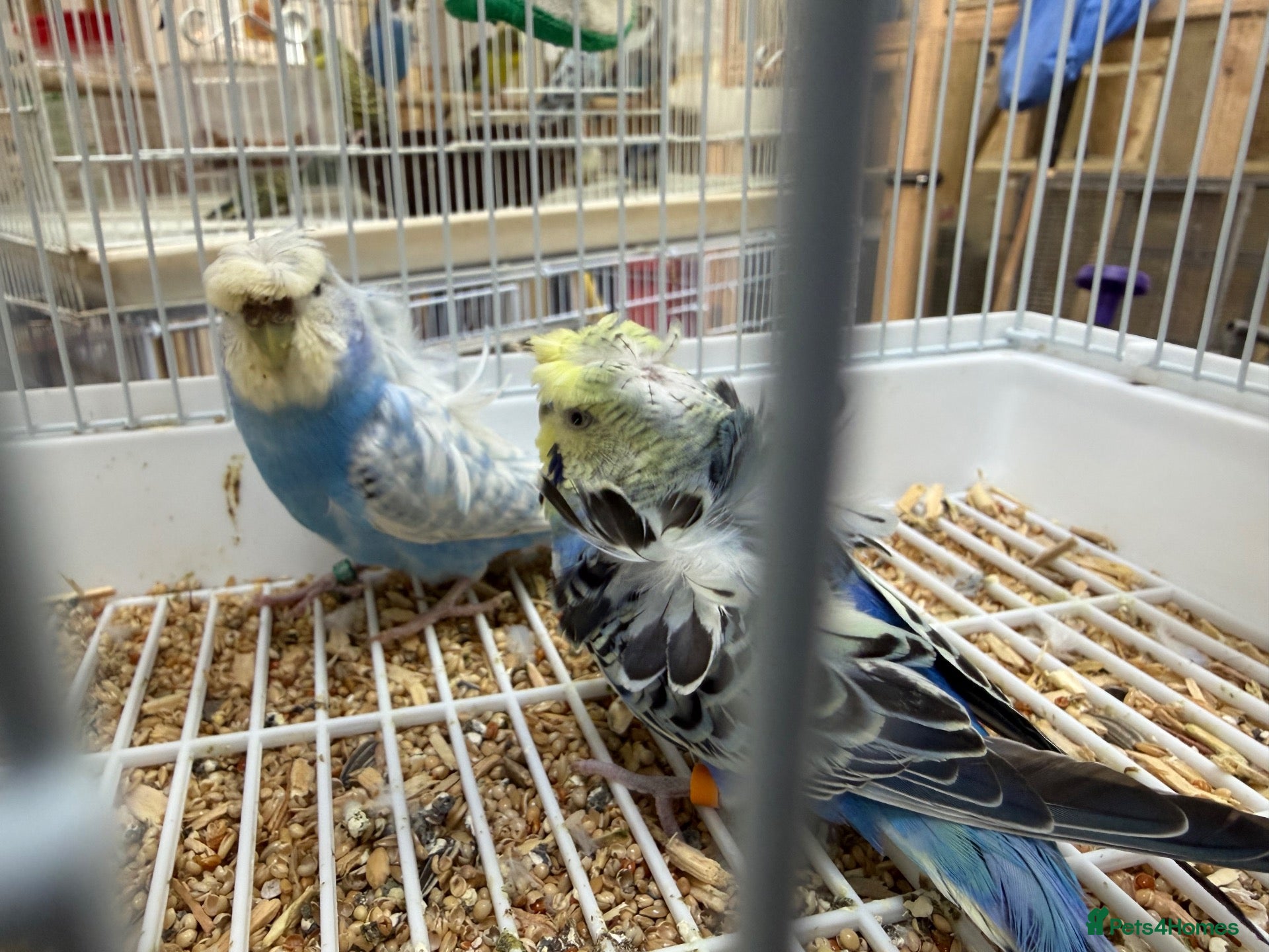 Budgerigars birds Breeding pair of hagoromo budgies available  - Advert 17