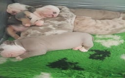 Olde English Bulldogge dogs for sale: Beautiful olde English bulldogs 🩷 - Image 7