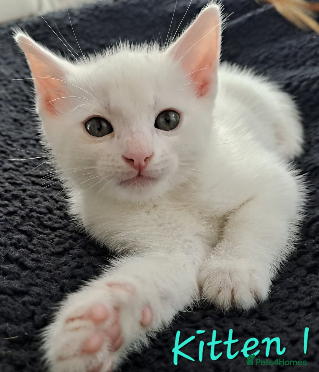 Mixed Breed cats for sale: 4 cute kittens up for sale - Image 15