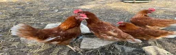 Chickens poultry for sale: Warren chickens 24 weeks old - Advert 2