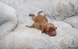 Cocker Spaniel dogs for sale: Working cocker spaniel puppies - Image 3