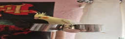 Cockatiels birds for sale: Cockatiels in Chesterfield - Advert 2