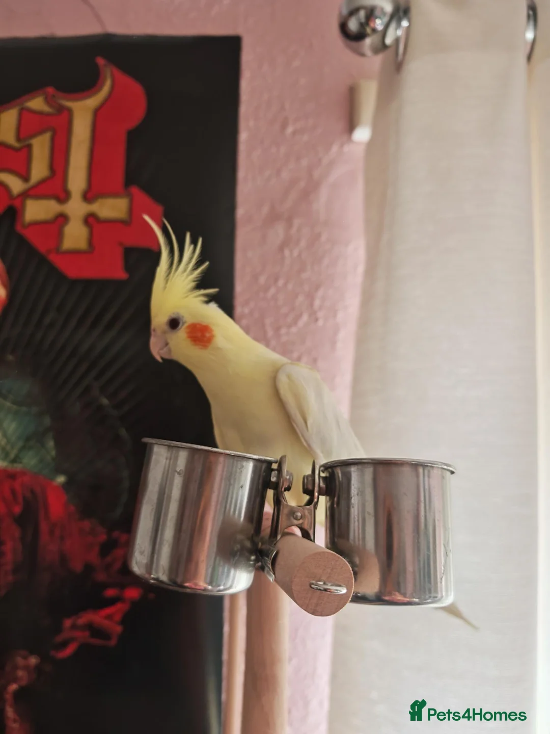 Cockatiels birds for sale: Cockatiels in Chesterfield - Advert 2