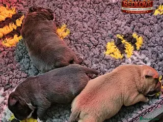 Staffordshire Bull Terrier dogs 🥨RED BOY, PICK OF THE LITTER AVAILABLE.🥨 - Advert 8