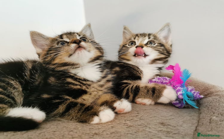 Mixed Breed cats - Advert 3
