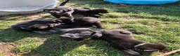 German Shepherd dogs for sale: 6 Beautiful German Shepherd Puppies (3 LEFT) - Advert 7