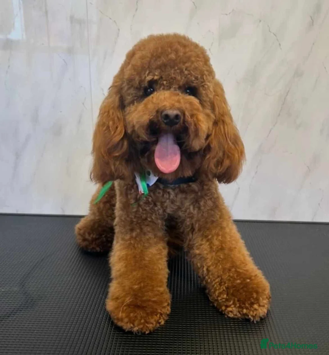 Cockapoo dogs for sale: 5 x stunning cockapoo puppies - Advert 5