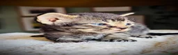 Devon Rex cats for sale: Devon Rex Kittens GCCf Registered Champions - Advert 4
