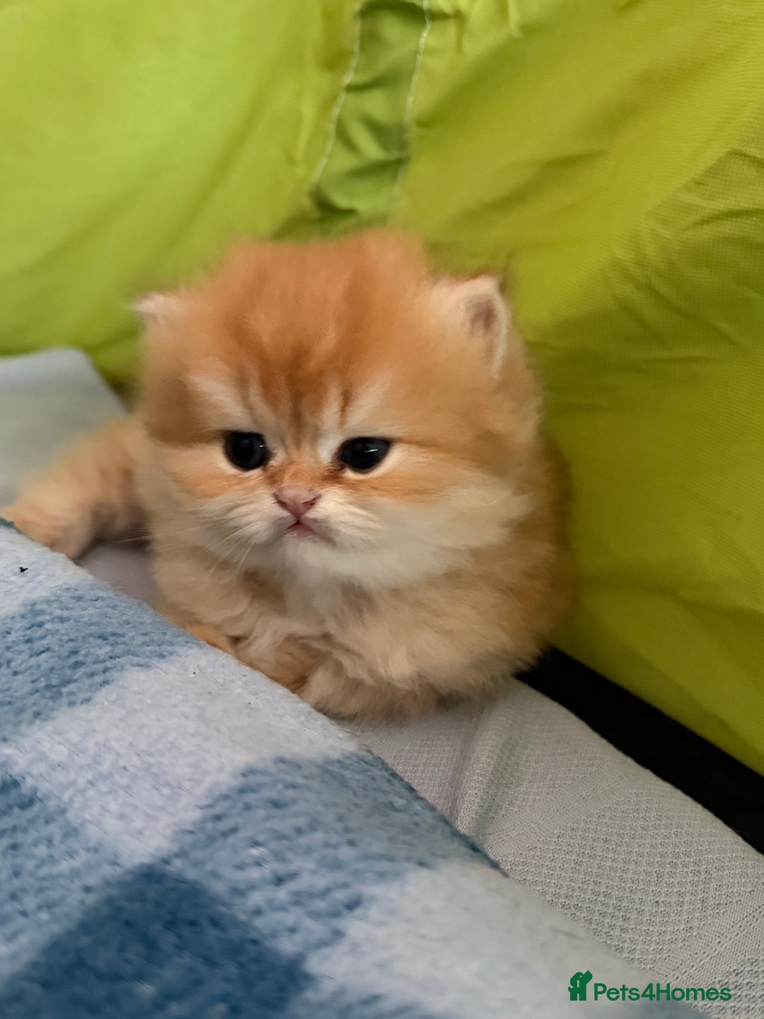 British Longhair cats for sale: ✨ Exquisite Golden Longhair Kitten ✨ - Advert 11