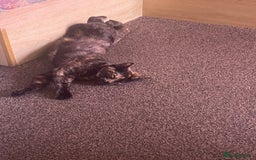European cats for sale: Nice cat - Image 5