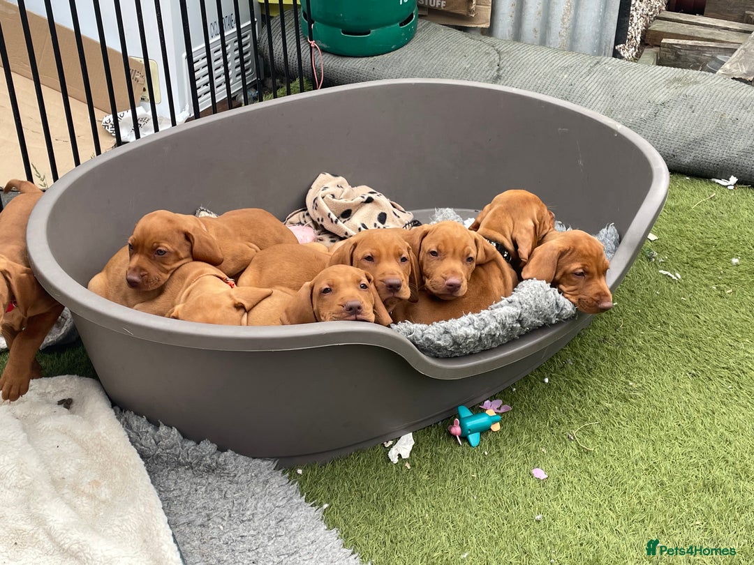 Hungarian Vizsla dogs for sale: KC registered hungarian vizsla puppies - Image 15