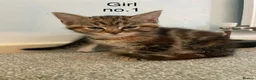 Mixed Breed cats for sale: Beautiful kittens 2 boys 3 girls available  in Wakefield - Advert 3