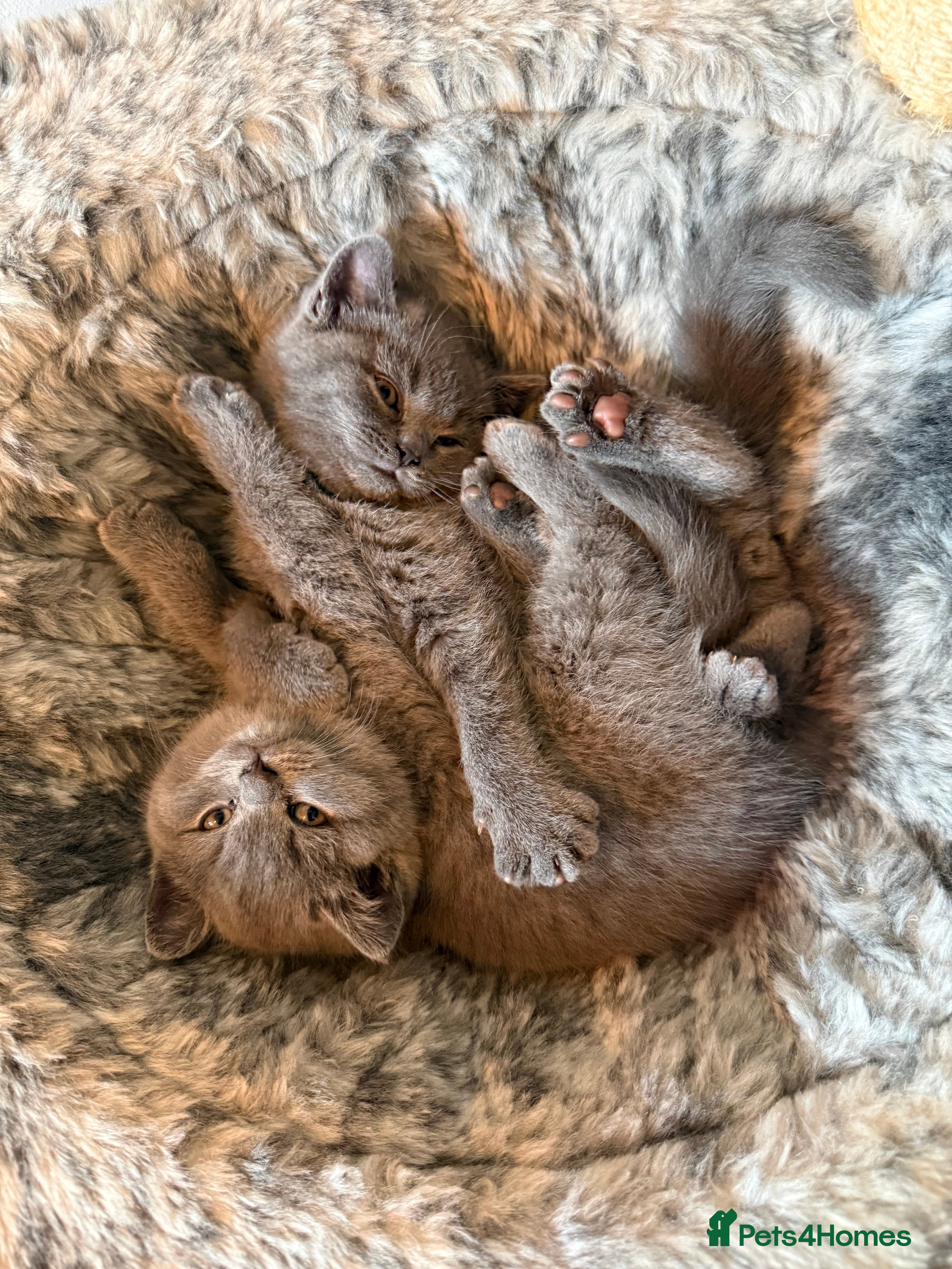 British Shorthair cats BSH kittens  - Advert 2