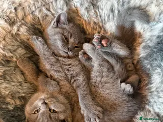 British Shorthair cats BSH kittens - Advert 2