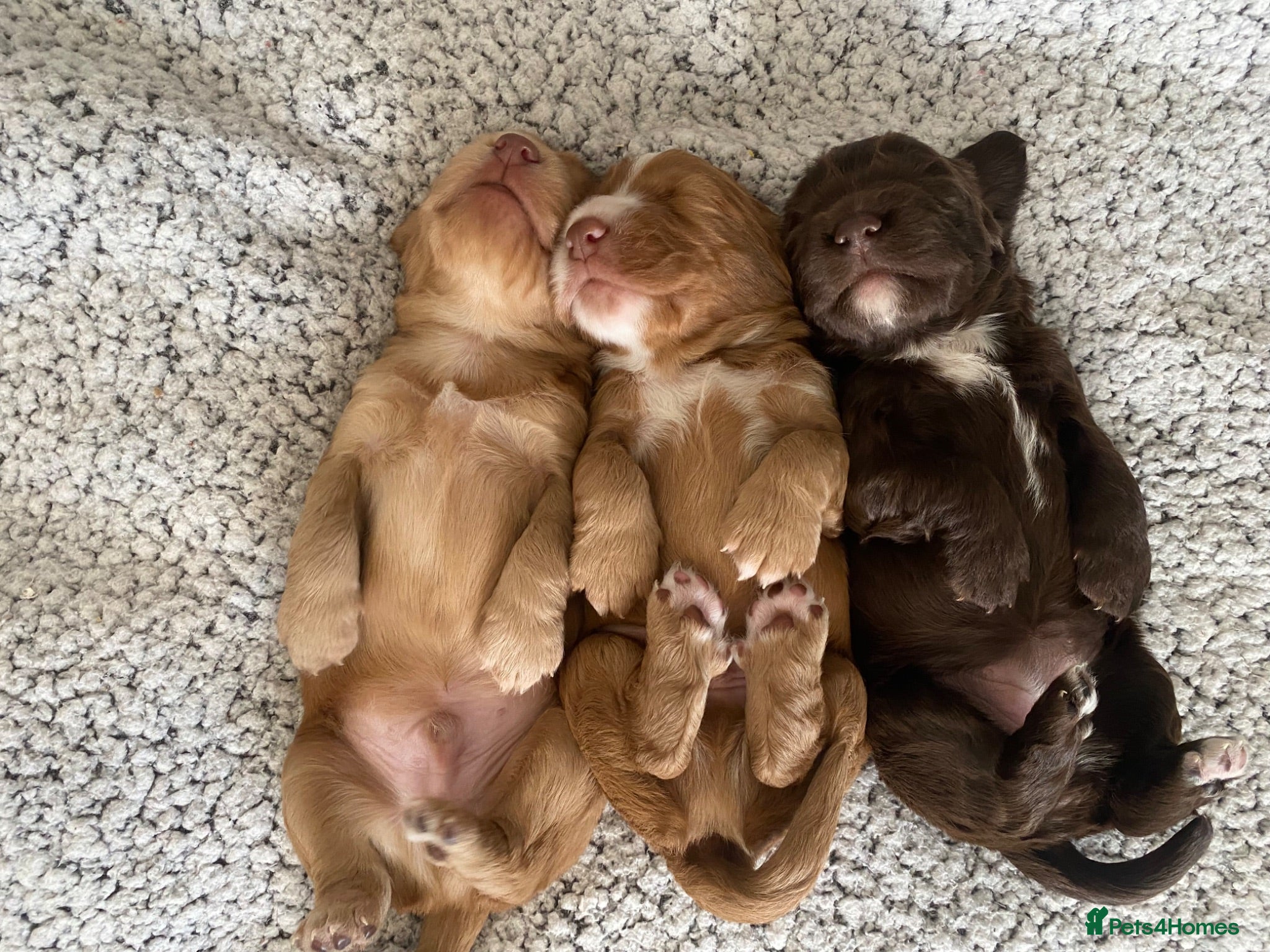Cocker Spaniel dogs Working Cocker Spaniel Puppies for sale - Advert 2