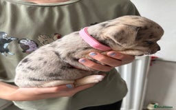 Pomchi dogs for sale: Beautiful Pomchi puppies  - Image 6