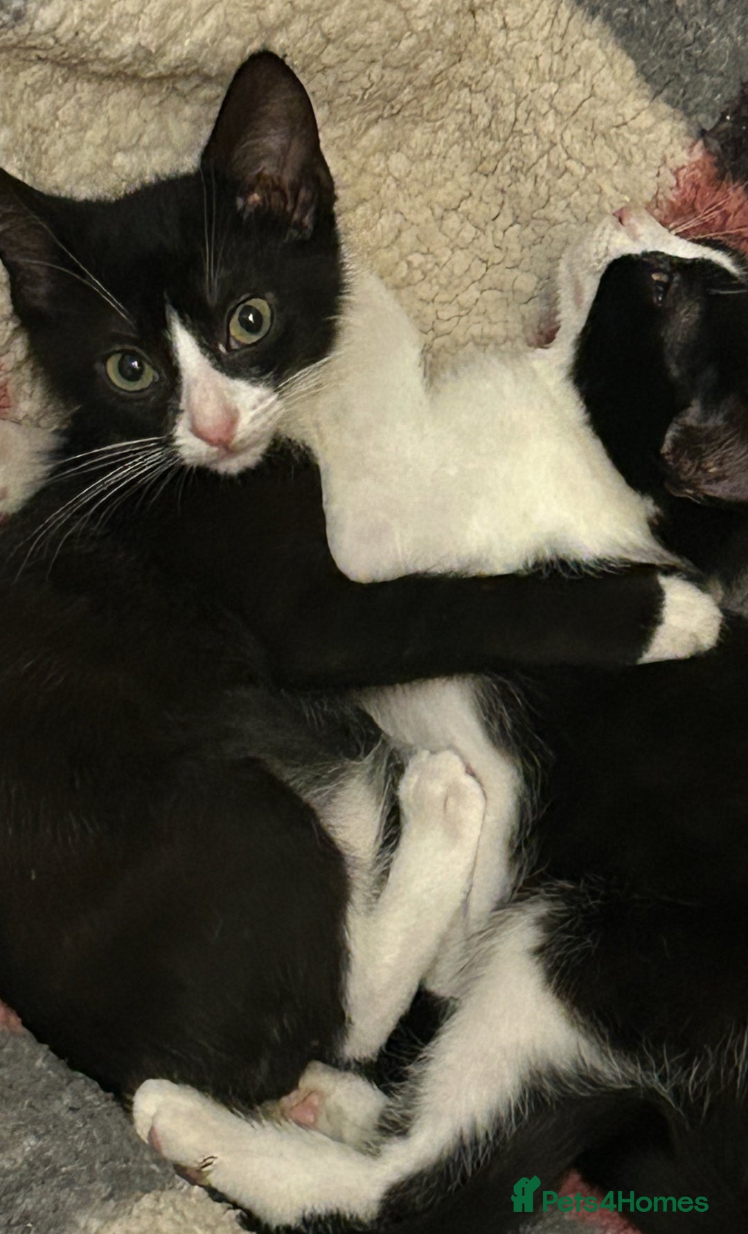 Mixed Breed cats for sale: Two beautiful kittens - Advert 5