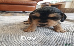 Cocker Spaniel dogs for sale: Cocker Spaniel Puppies - Image 12