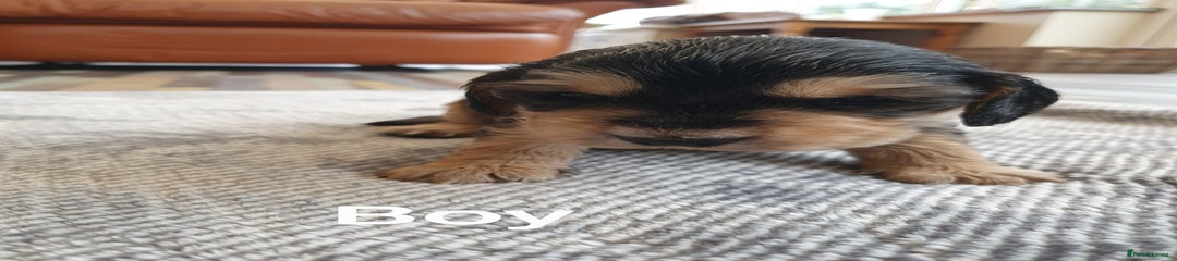 Cocker Spaniel Puppy 1