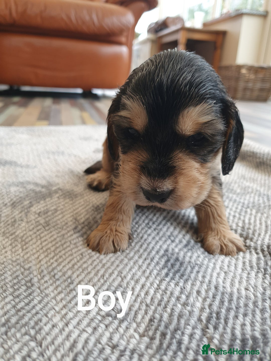 Cocker Spaniel dogs for sale: Cocker Spaniel Puppies - Image 12