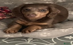 Miniature Dachshund dogs for sale: Mini longhaired Isabella/tan Dachshunds VACCINATED - Image 7