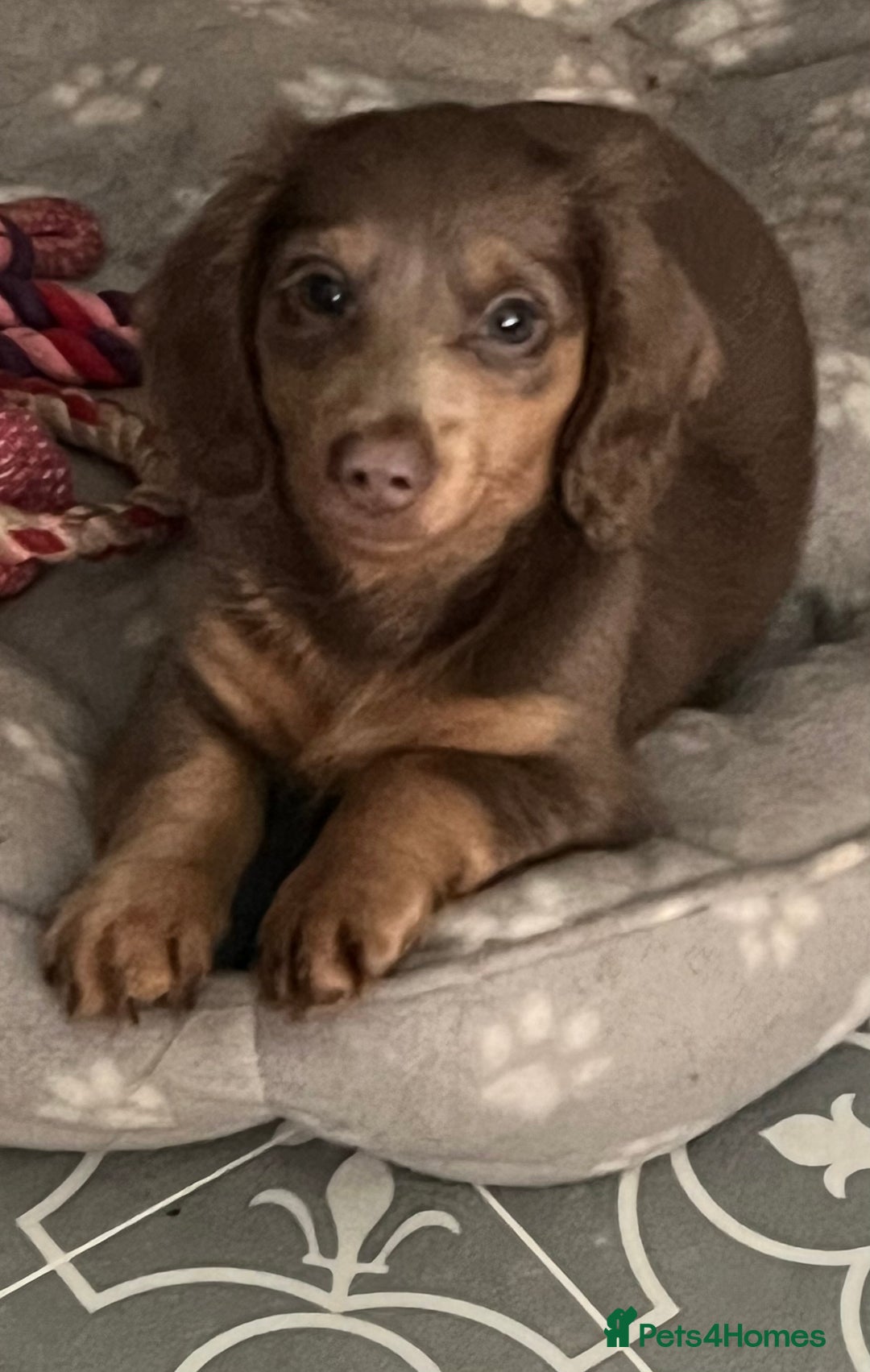 Miniature Dachshund dogs for sale: Mini longhaired Isabella/tan Dachshunds VACCINATED - Image 7