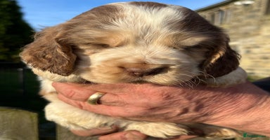 Cocker Spaniel dogs - Advert 8