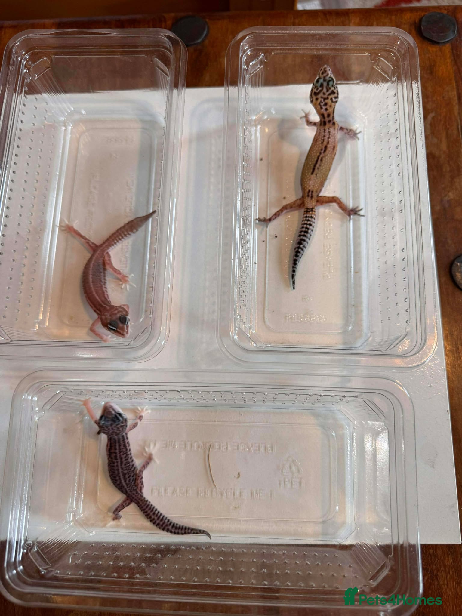 Leopard Gecko reptiles Young Leopard Geckos for sale - Advert 17