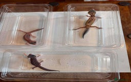 Leopard Gecko reptiles for sale: Young Leopard Geckos for sale - Advert 1